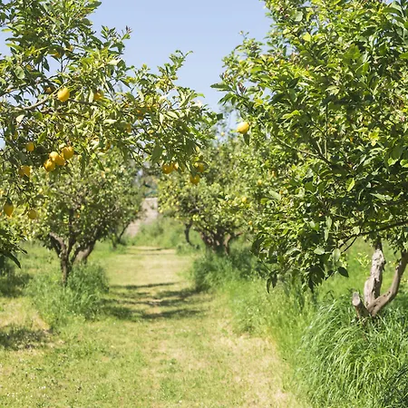 乔凡娜瑞加纳酒店 酒店 索伦托