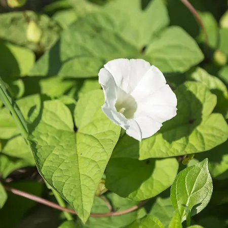 酒店 乔凡娜瑞加纳酒店