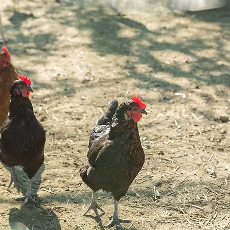 乔凡娜瑞加纳酒店 索伦托