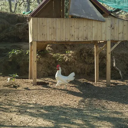 렐라이스 레지나 조반나